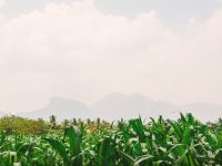a field of corn with mountains in the background africa agriculture development startup