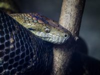 a close up of a snake on a tree branch python code object detection webcam video