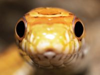 A close up of a yellow snake’s head python code object detection webcam video
